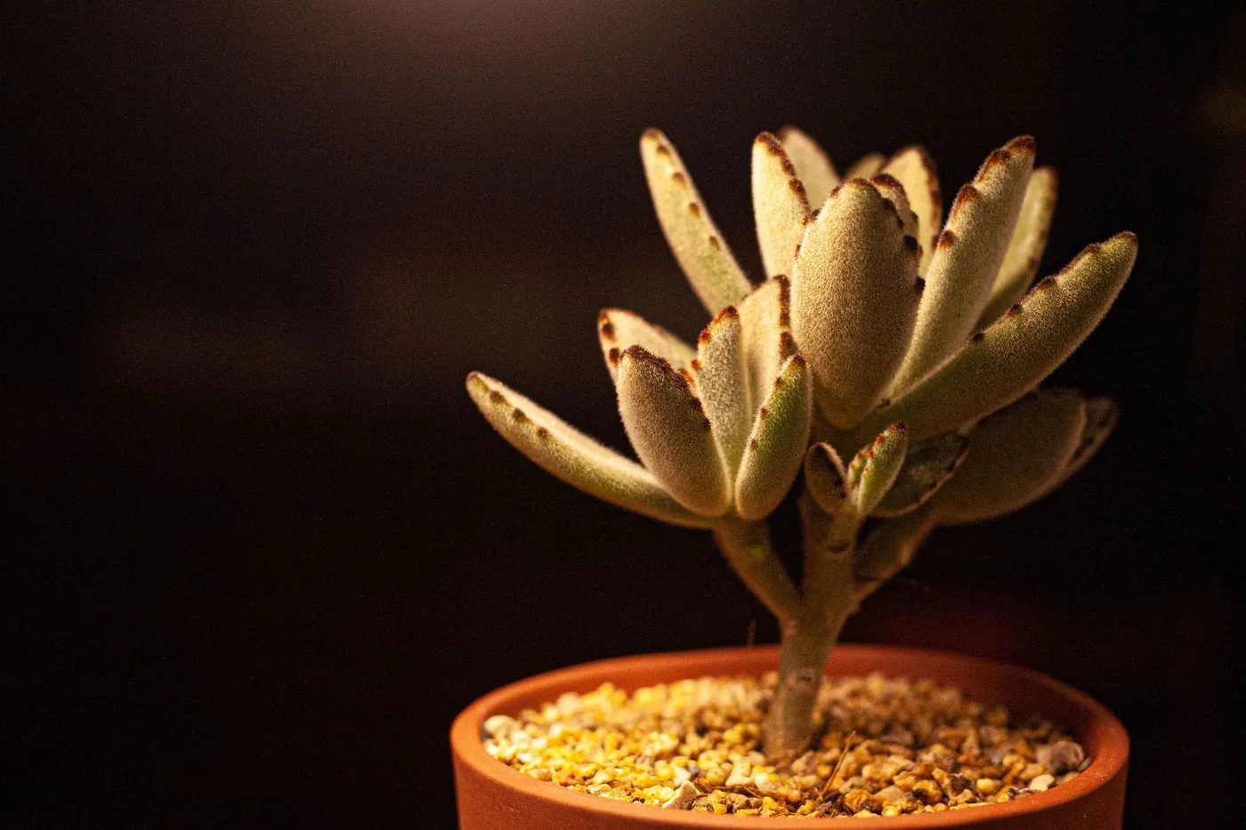 A panda plant with fuzzy silver leaves edged in brown, in a terracotta pot