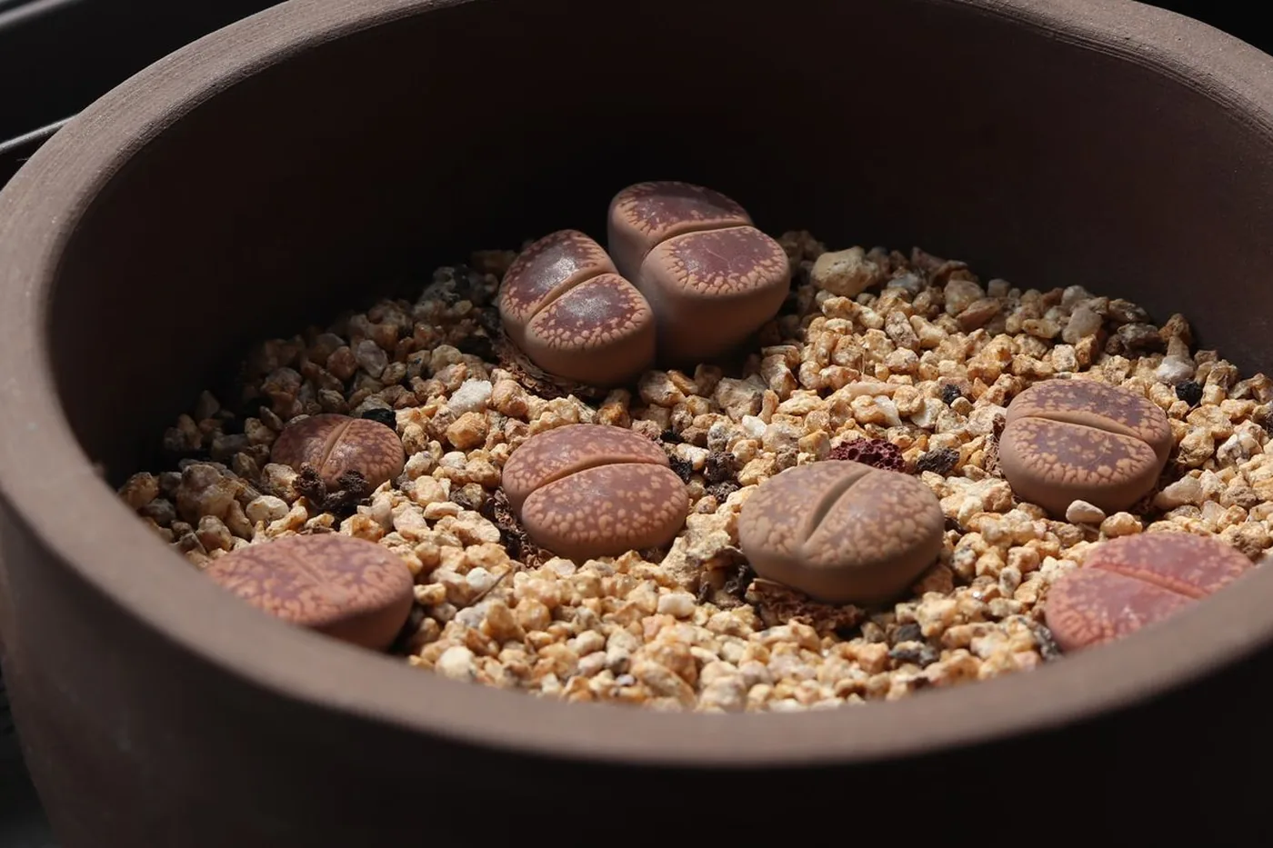Living stones growing in gravel in a shallow bowl on a windowsill