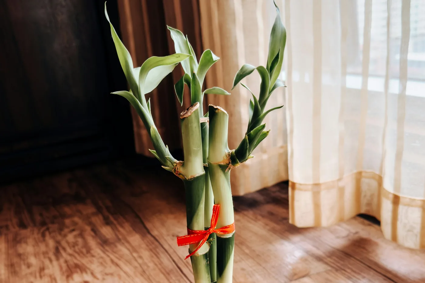 Lucky Bamboo (Dracaena sanderiana) stalks tied with a red ribbon in a white pot on a wooden floor