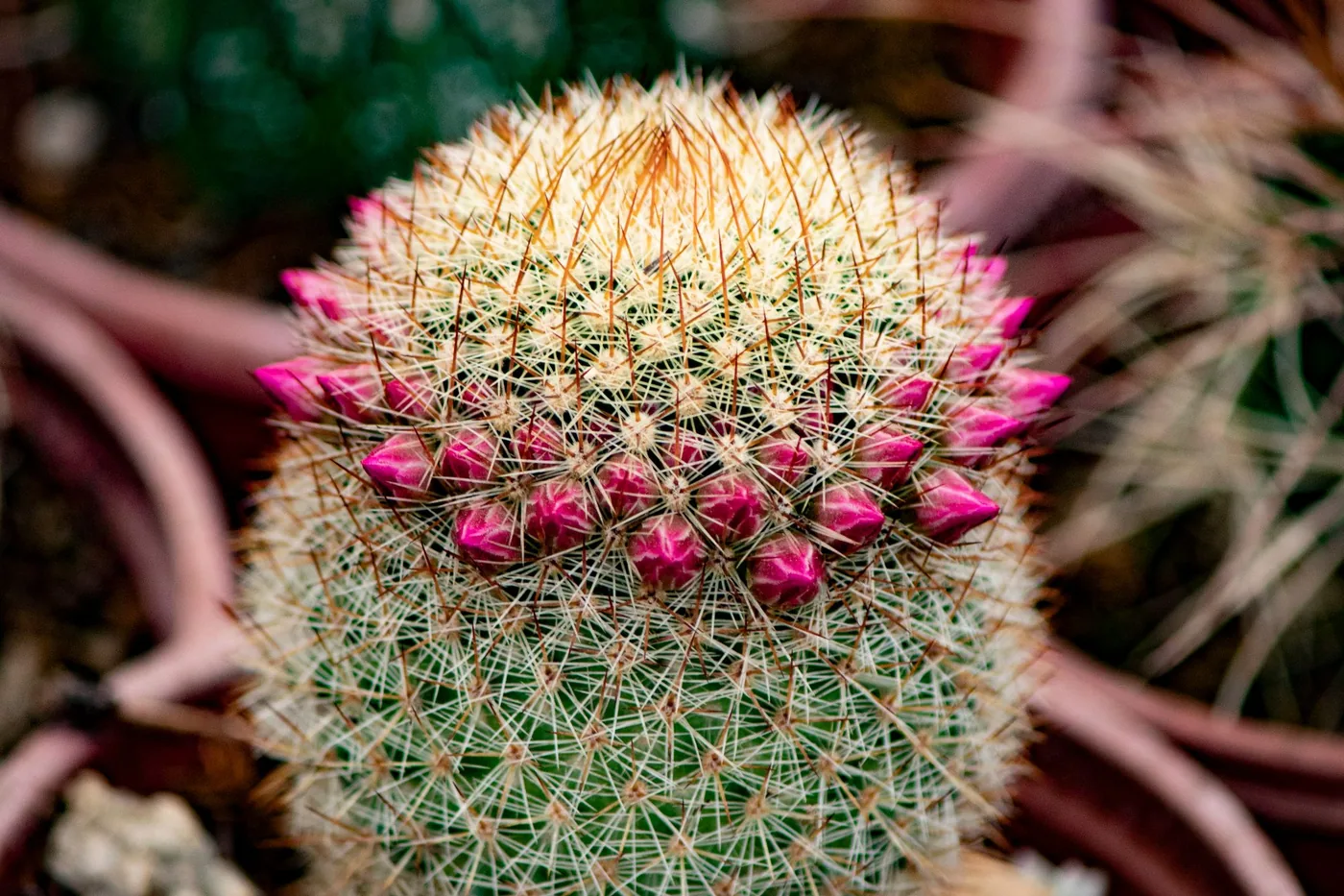 A mammillaria cactus in a clay pot with a ring of pink flowers around its crown