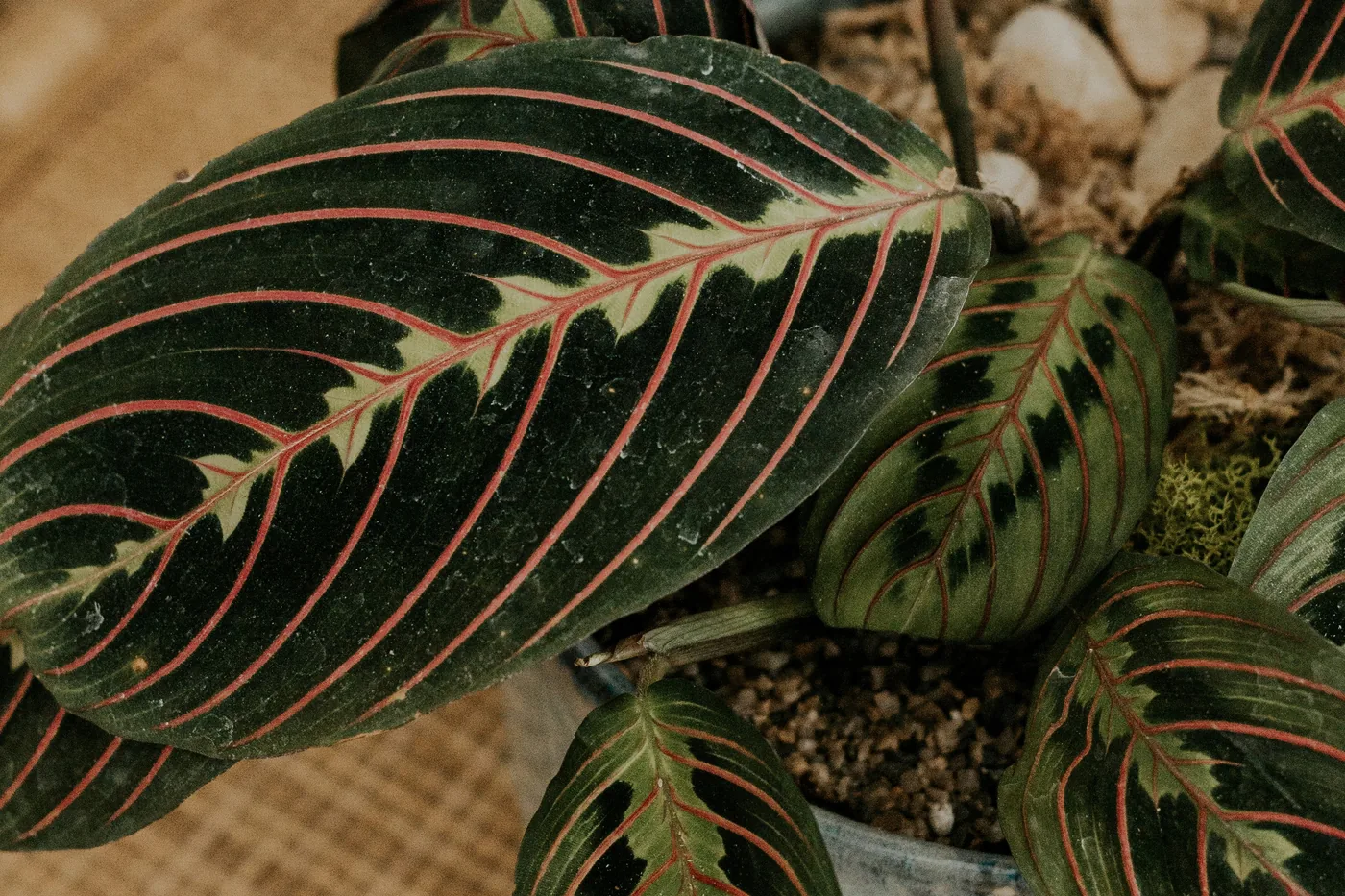 A prayer plant (maranta) with red-veined leaves in a pot on a rattan table