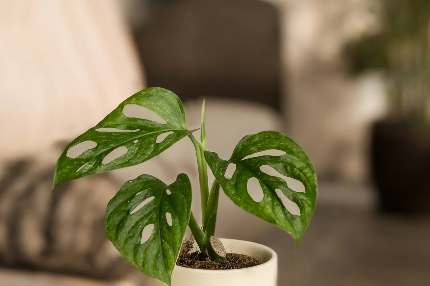Swiss Cheese Vine (Monstera adansonii) in a white pot, small leaves pierced with holes