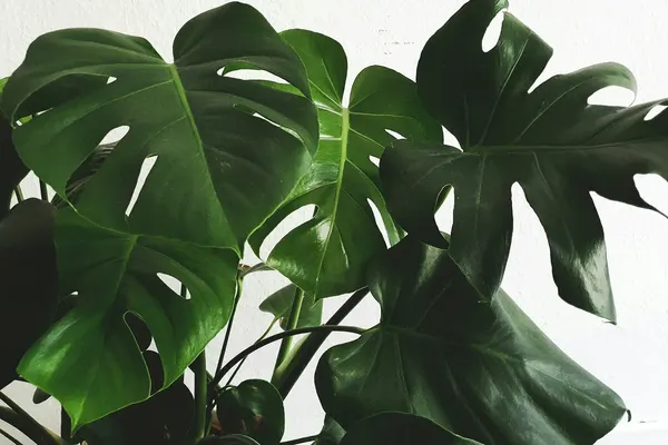 Swiss Cheese Plant (Monstera deliciosa) in a white pot, its split and holed leaves against a plain wall