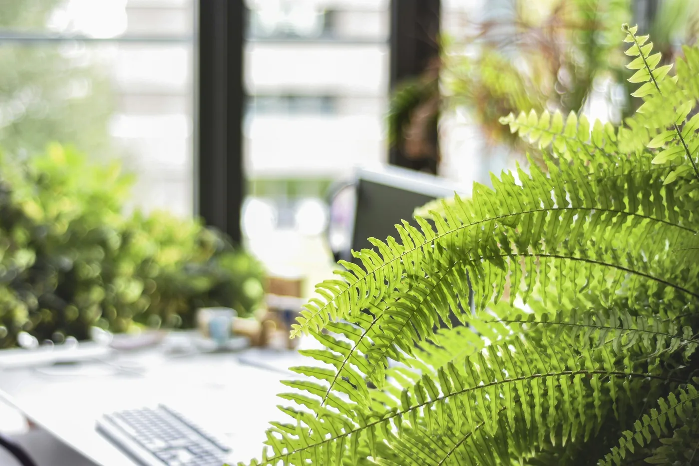Boston Fern (Nephrolepis exaltata) fronds by a bright window