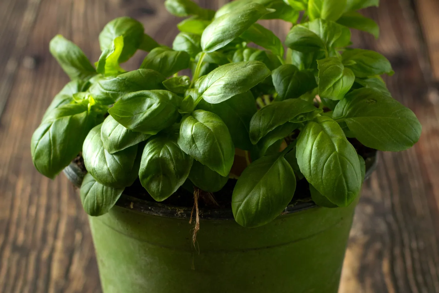 A basil plant with lush green leaves growing in a glazed pot on a wooden table