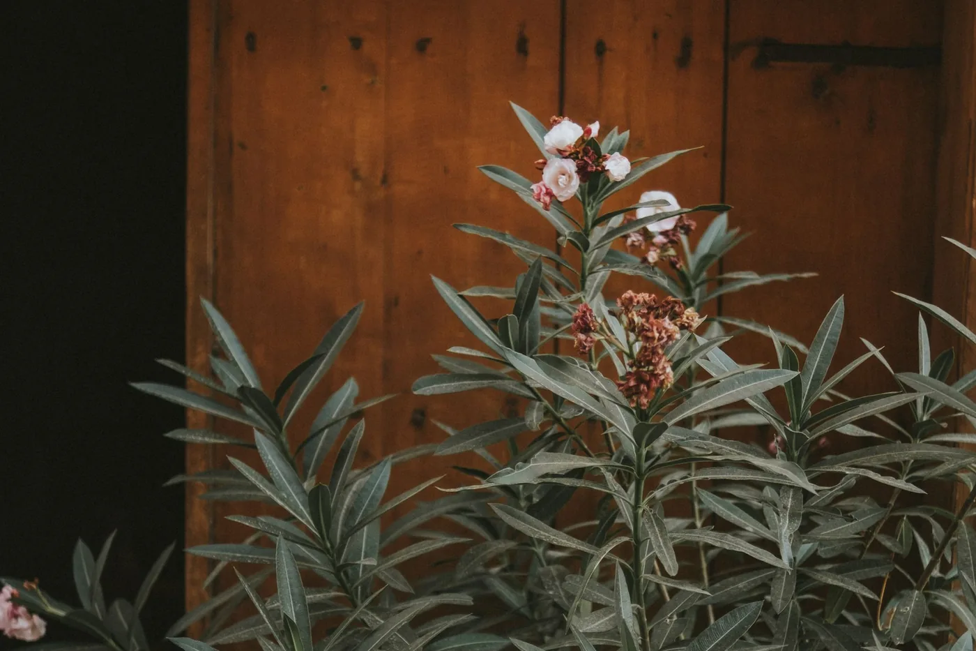 An oleander with narrow whorled leaves and pink flowers
