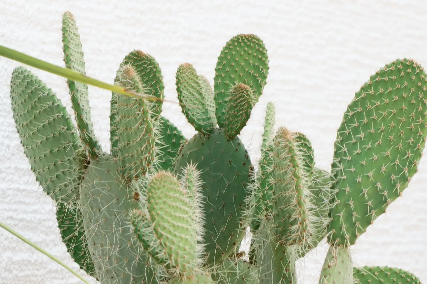 A prickly pear cactus with flat spiny pads