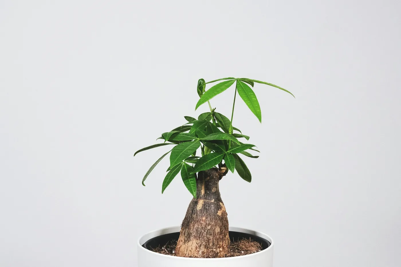 Money Tree (Pachira aquatica) in a white pot, braided trunk and palmate leaves