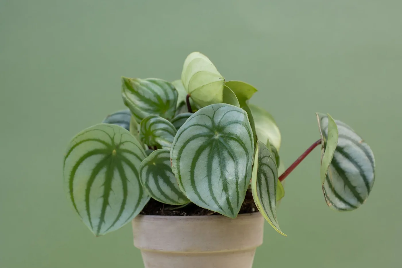A watermelon peperomia with silver-striped leaves in a terracotta pot