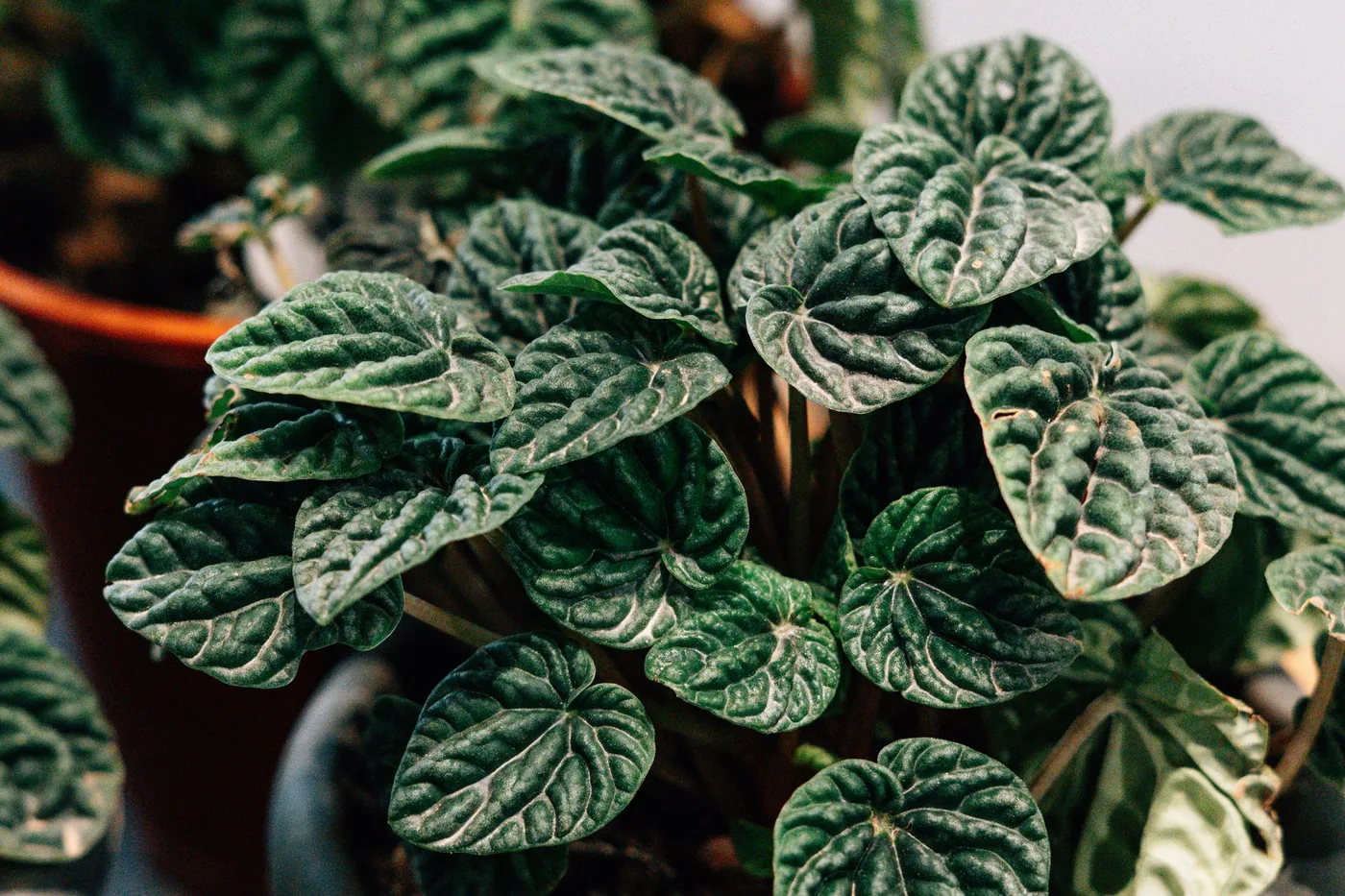 A ripple peperomia with deeply corrugated dark green leaves in a pot