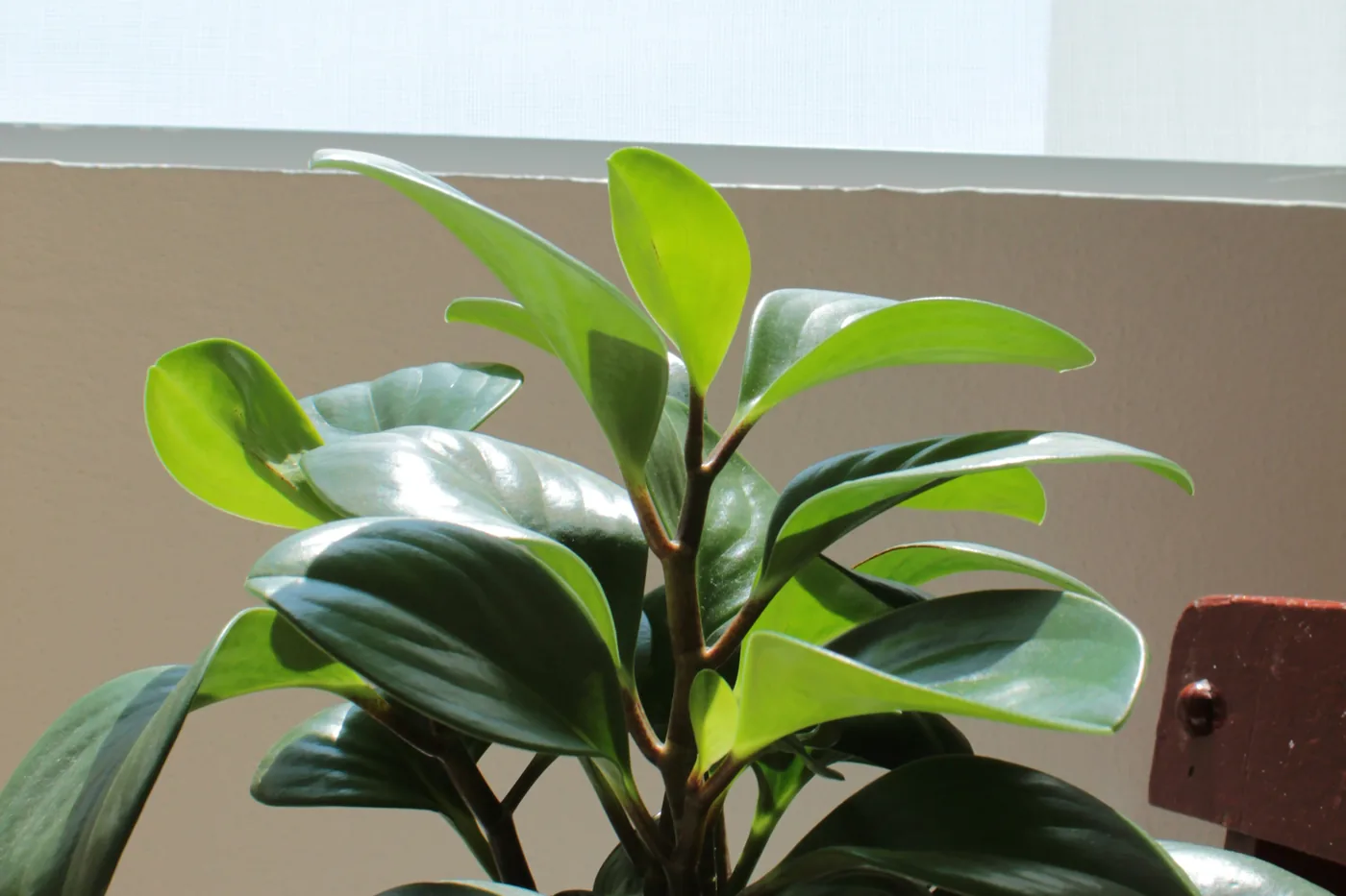 A baby rubber plant (peperomia obtusifolia) with glossy rounded leaves in a white pot