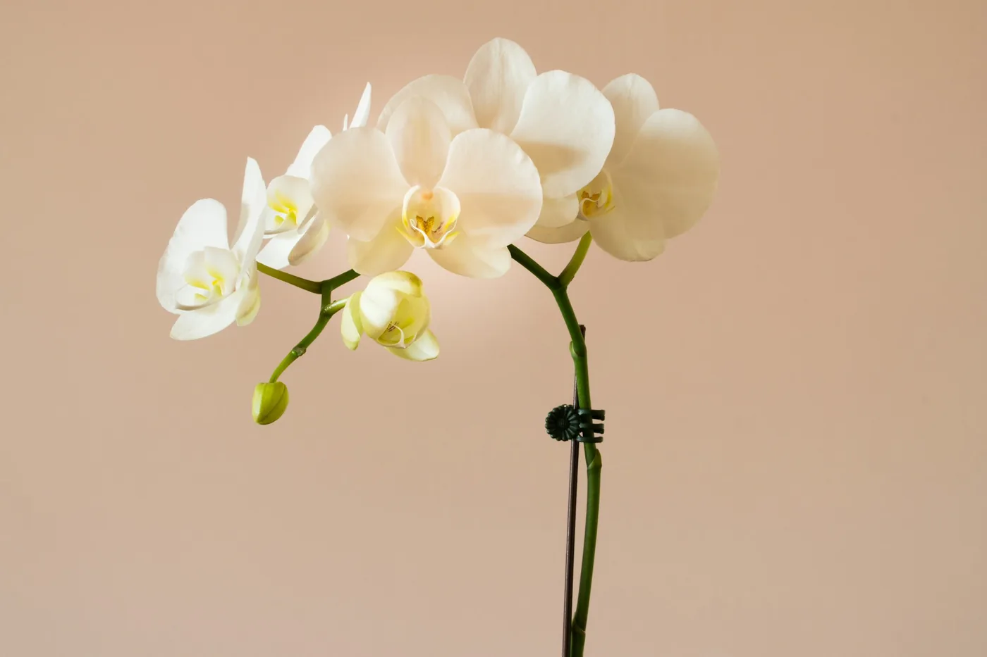 Moth Orchid (Phalaenopsis) with white flowers on an arching stem against a warm wall