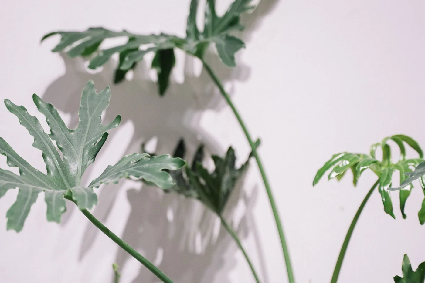 A tree philodendron with deeply lobed leaves against a white wall
