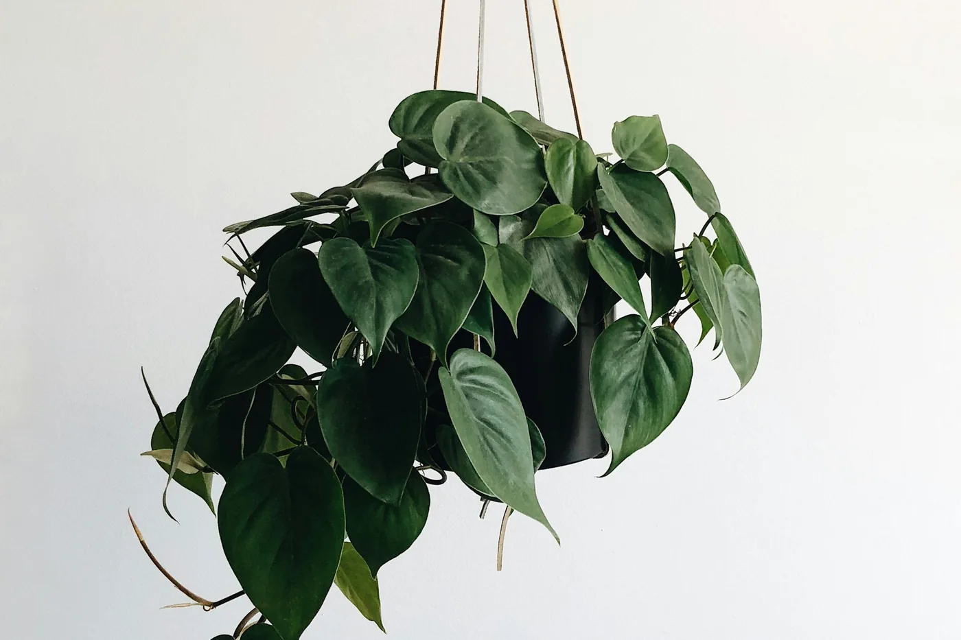 Heartleaf Philodendron (Philodendron hederaceum) trailing from a hanging pot, plain green heart-shaped leaves