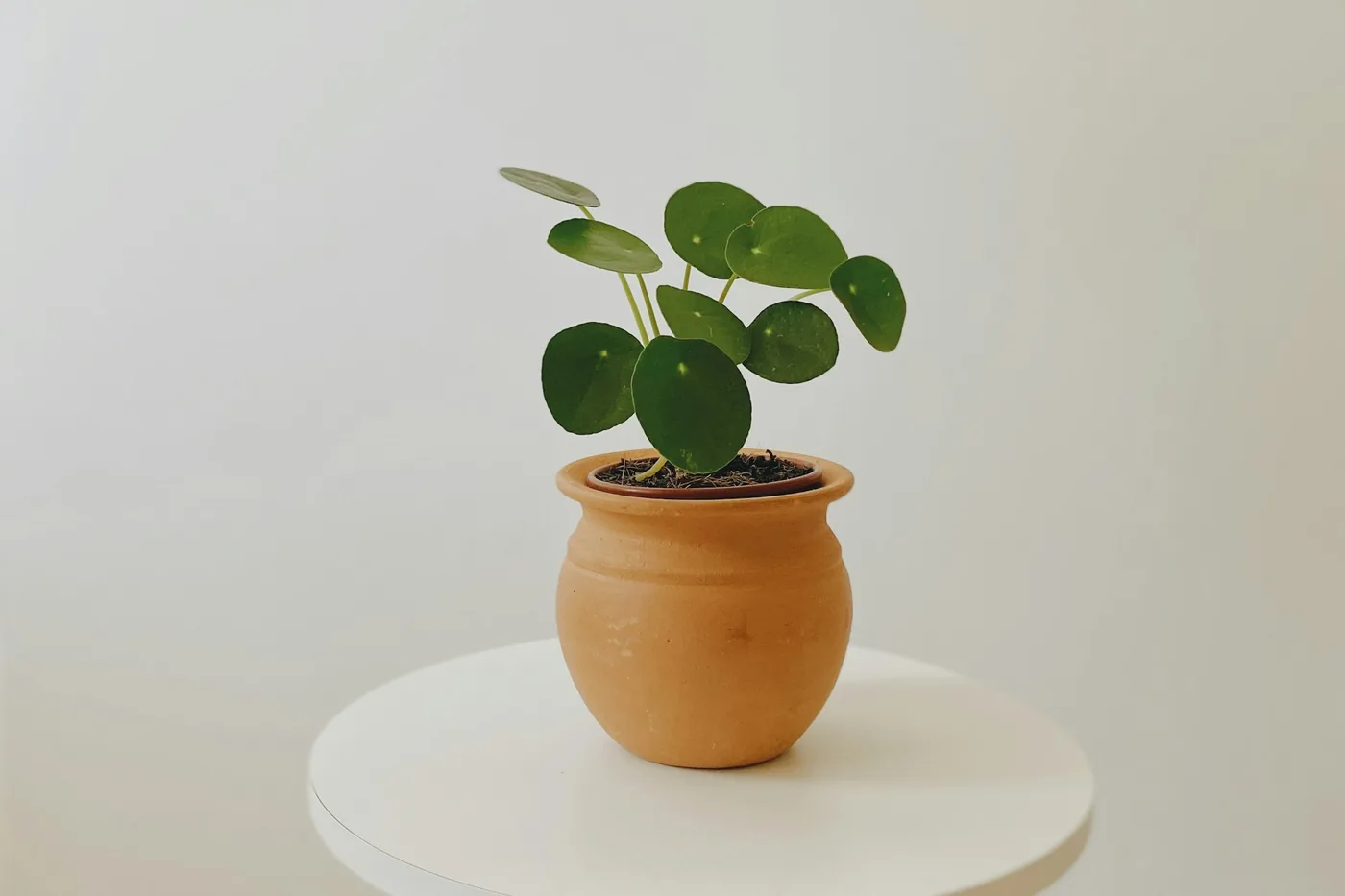 Chinese Money Plant (Pilea peperomioides) in a terracotta pot, round coin-shaped leaves