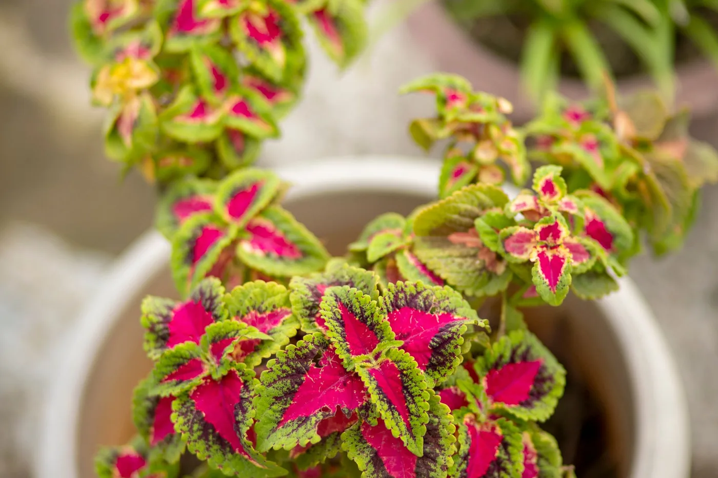 A coleus with pink and green patterned leaves growing in a white pot