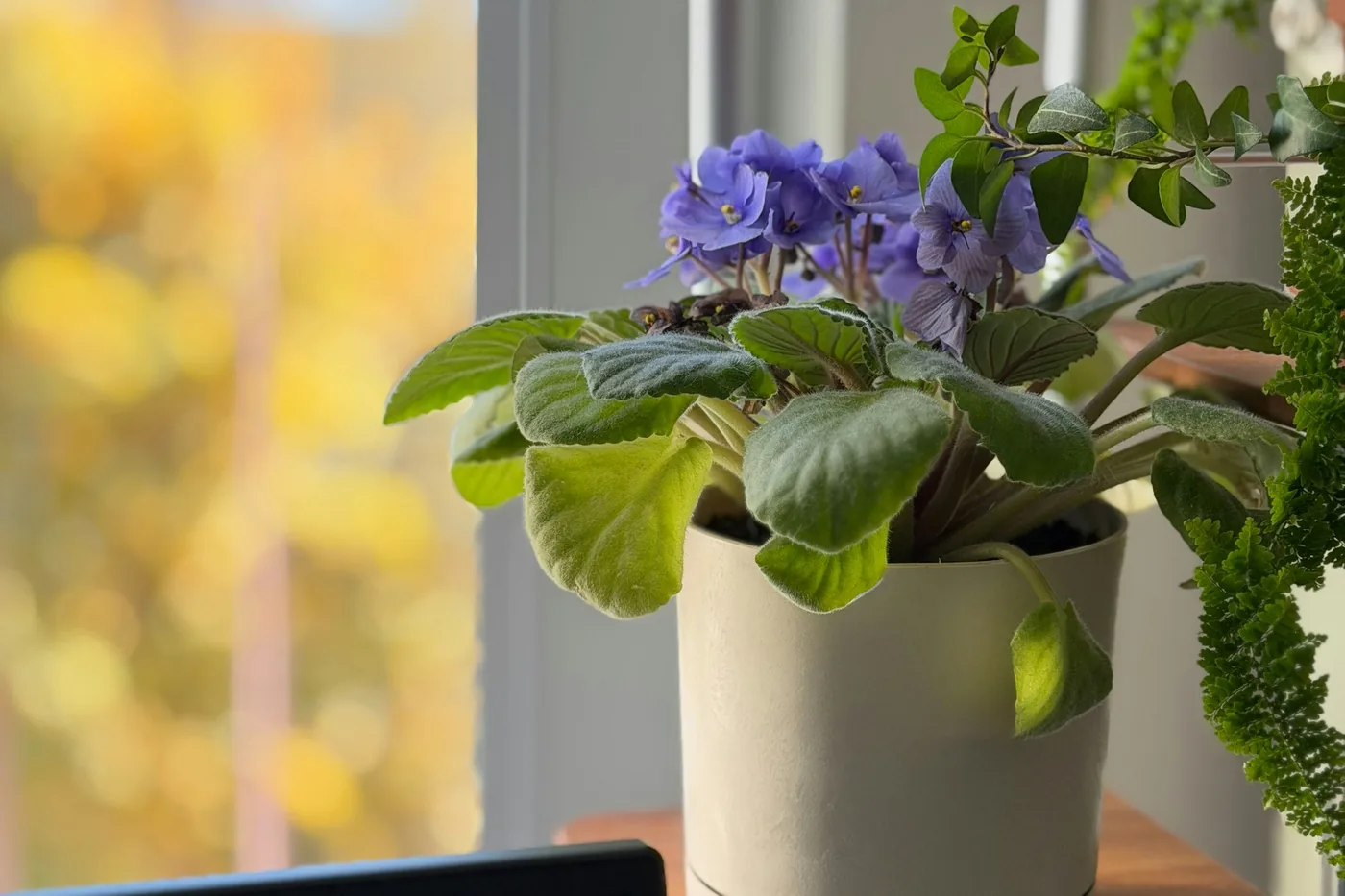 African Violet (Saintpaulia ionantha) in a white pot on a windowsill, purple flowers over velvety leaves