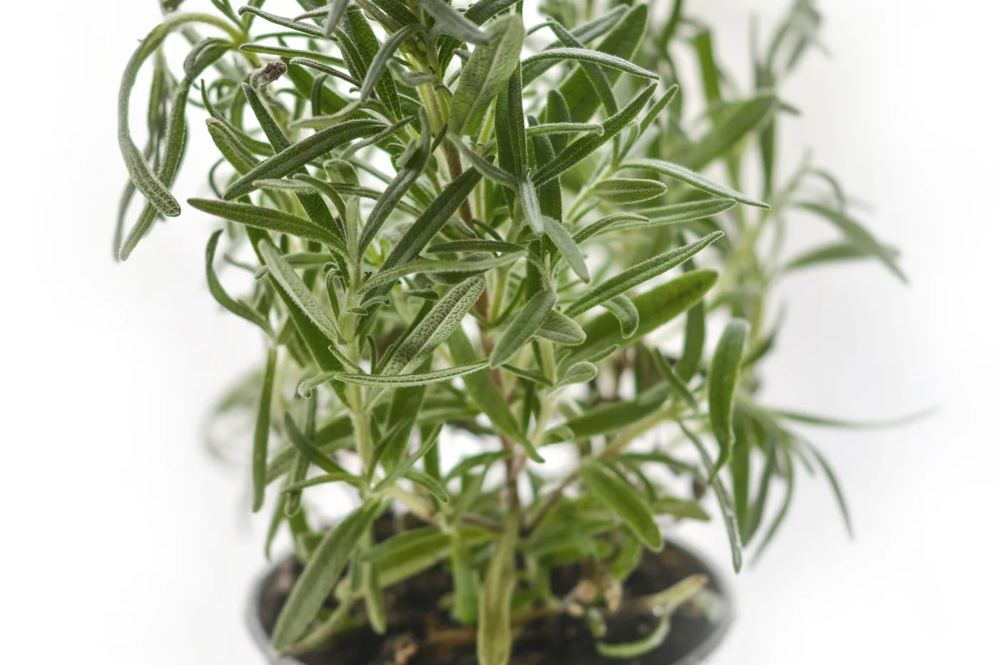 A rosemary plant with needle-like leaves growing in a metal pot