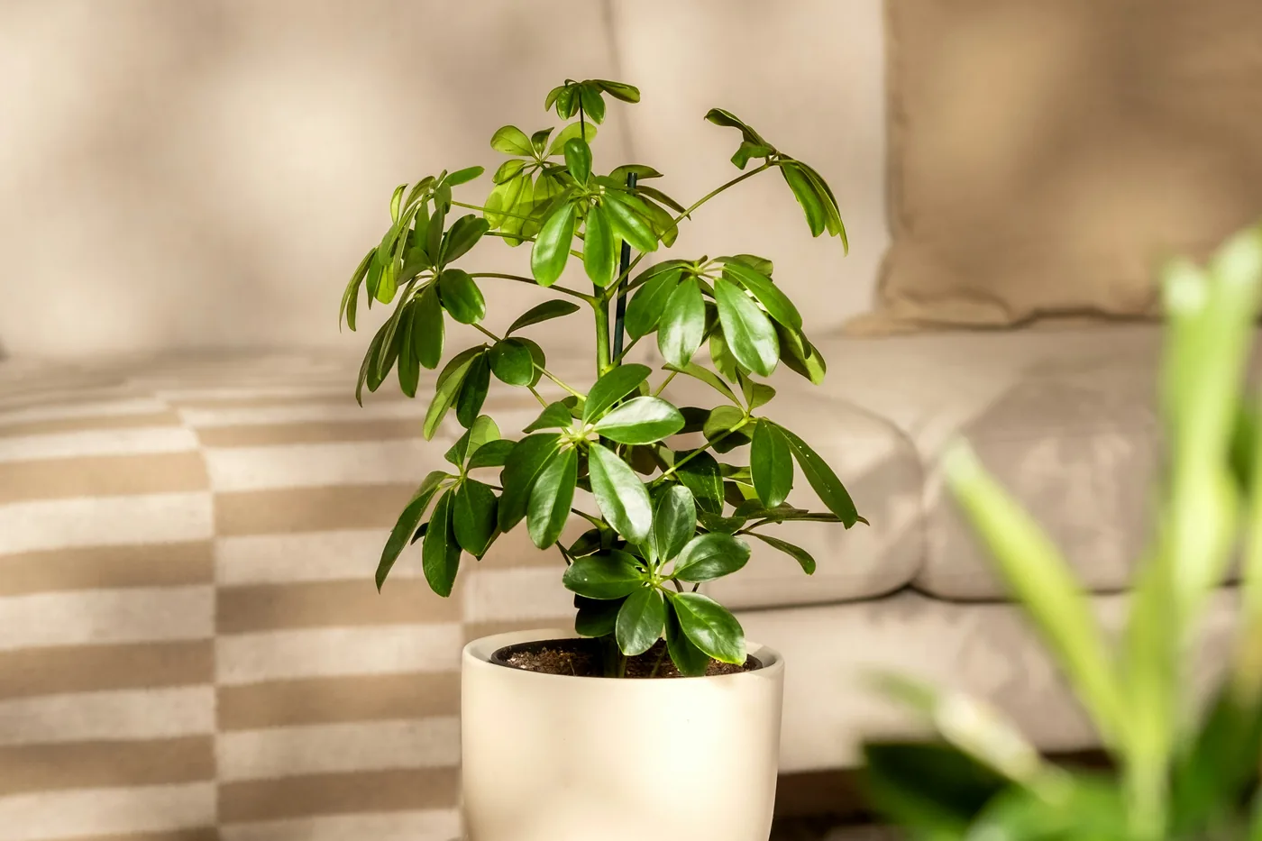 An umbrella plant (schefflera arboricola) in a white pot on a coffee table
