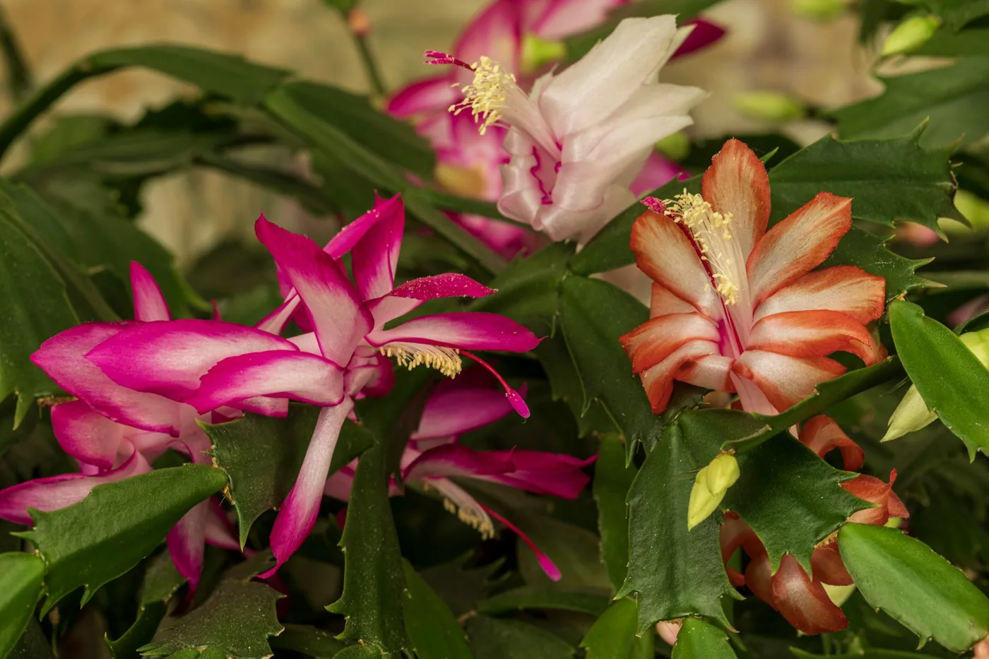 Christmas Cactus (Schlumbergera) in a pot, pink and white flowers at the tips of its segmented stems