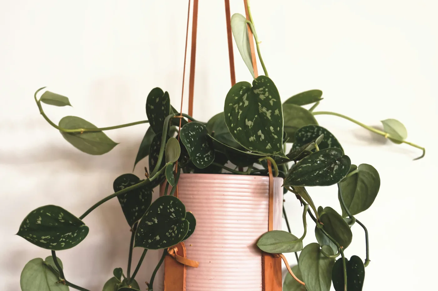 A satin pothos (scindapsus pictus) with silver-splashed leaves in a hanging pink pot