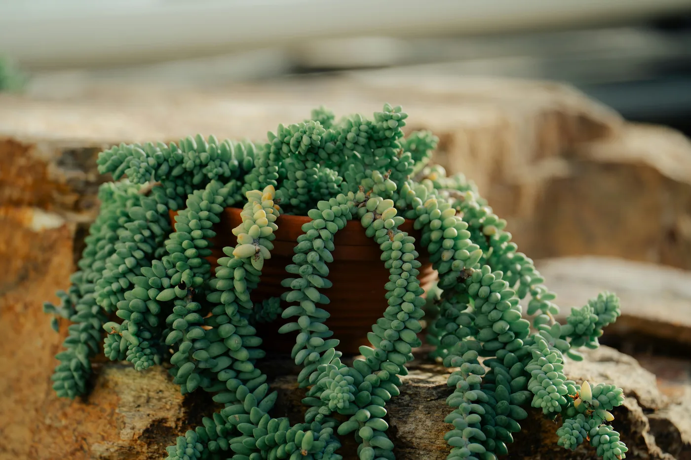 A burro's tail succulent trailing from a terracotta pot