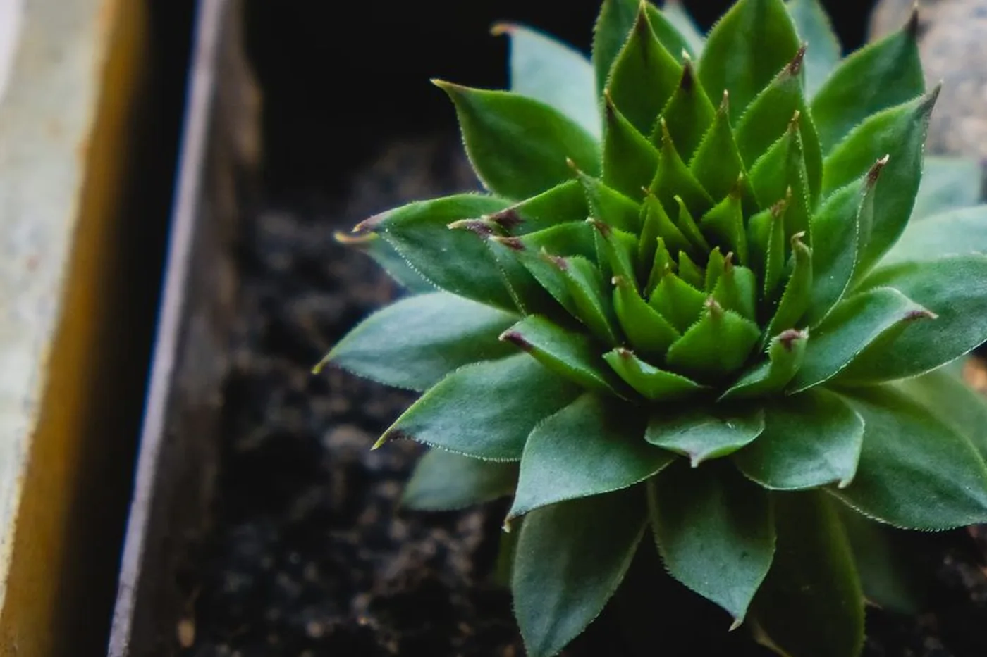 A houseleek with a tight green rosette in a stone pot