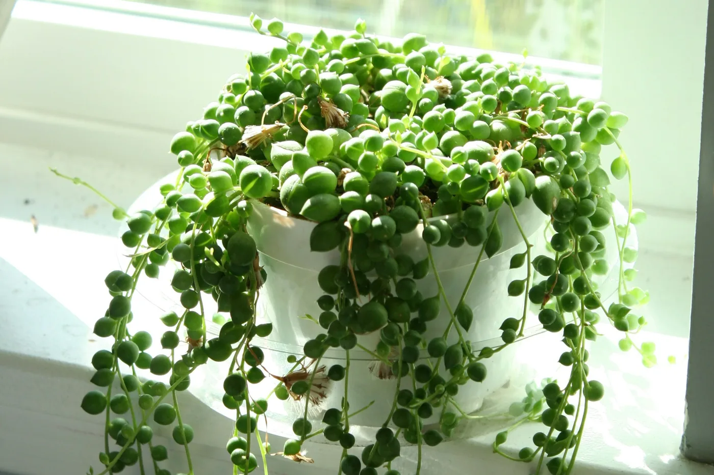 String of Pearls (Senecio rowleyanus) in a white pot on a windowsill, bead-like leaves trailing over the edge