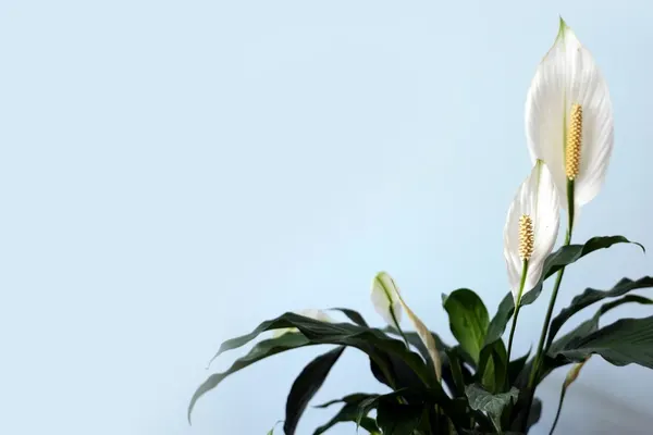 Peace Lily (Spathiphyllum wallisii) in flower, white spathes above dark green leaves