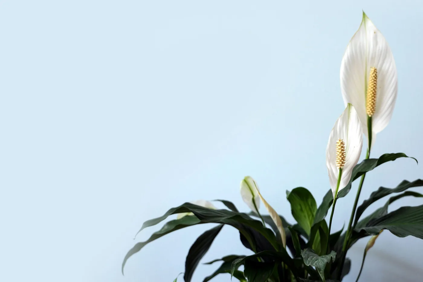 Peace Lily (Spathiphyllum wallisii) in flower, white spathes above dark green leaves