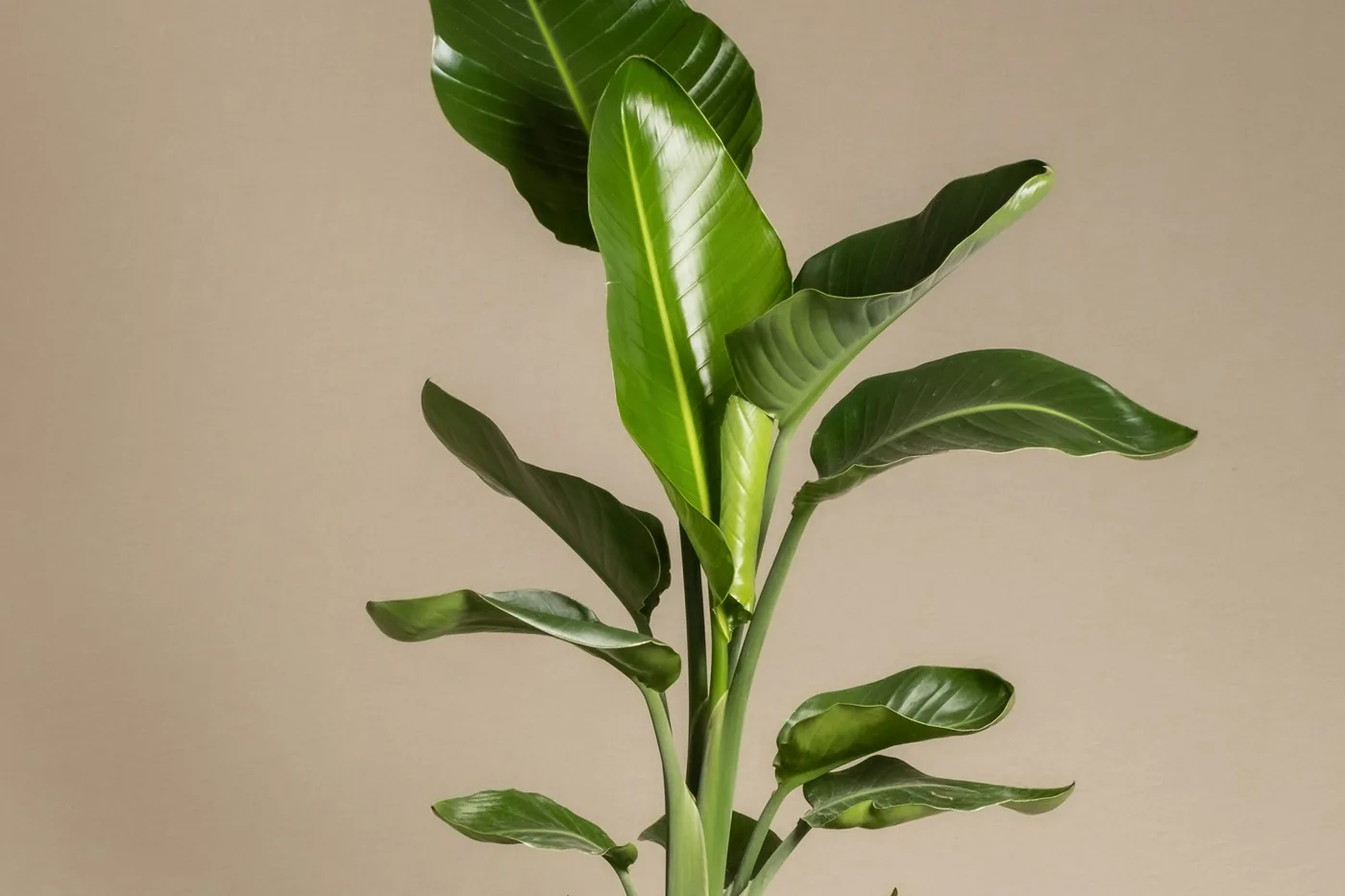 Bird of Paradise (Strelitzia reginae) in a white pot, large paddle-shaped leaves on upright stems