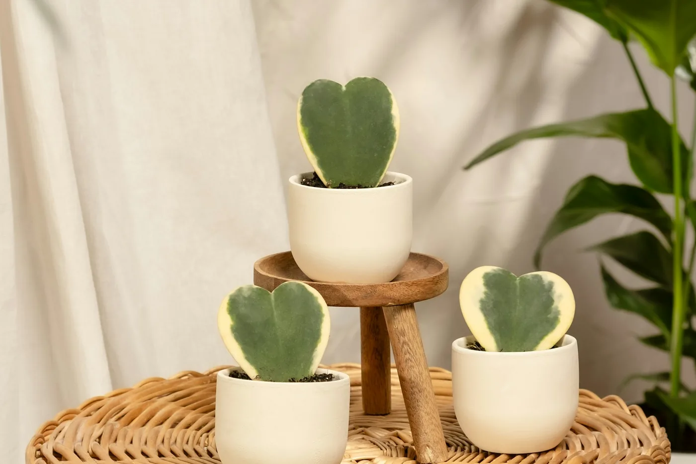 Sweetheart Hoya (Hoya kerrii), single heart-shaped leaves in small white pots on a wicker table