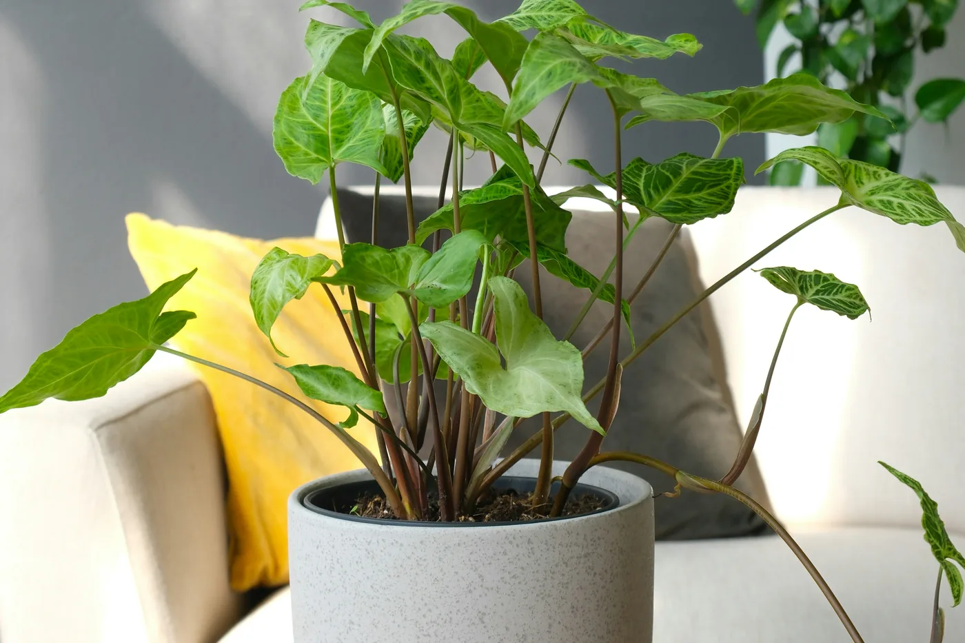 An arrowhead plant (syngonium) in a grey pot on a wooden table