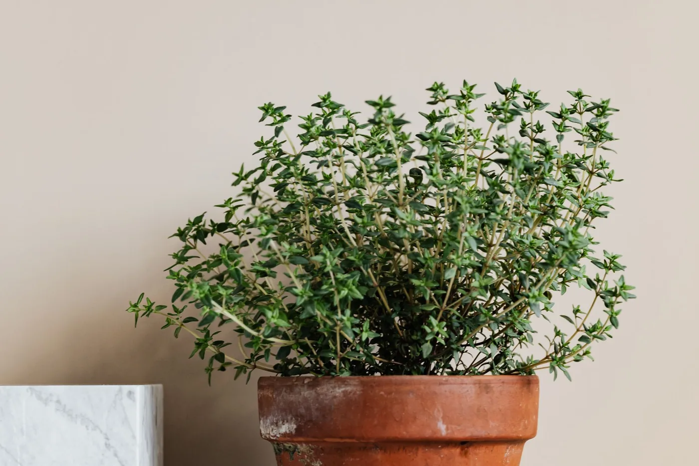 A thyme plant with small green leaves in a terracotta pot