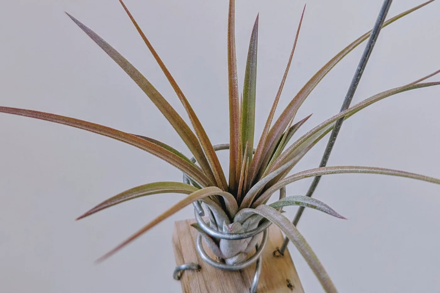 An air plant in a small wooden holder mounted on a pale wall