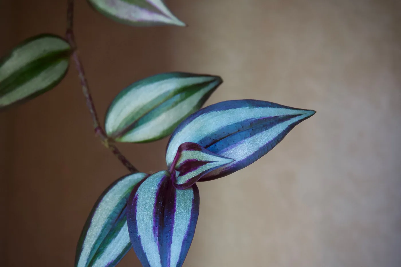 An inch plant (tradescantia zebrina) with silver-striped, purple-backed leaves