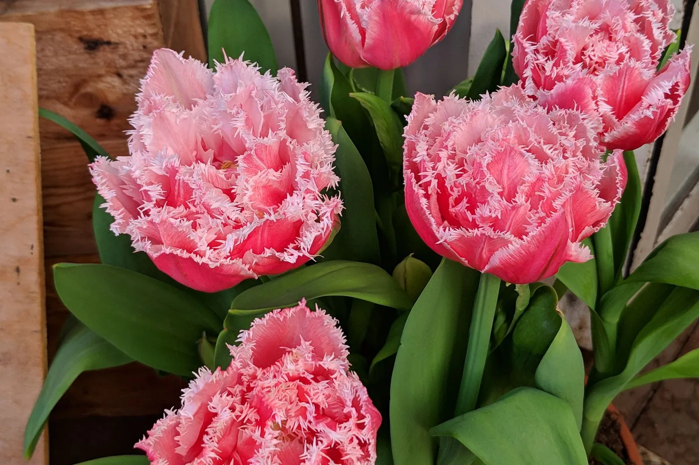 Pink fringed tulips in flower in a pot