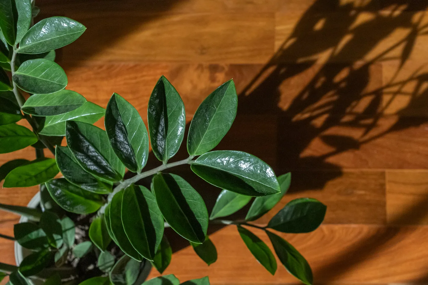 ZZ Plant (Zamioculcas zamiifolia) on a wooden floor, glossy pinnate stems in sunlight