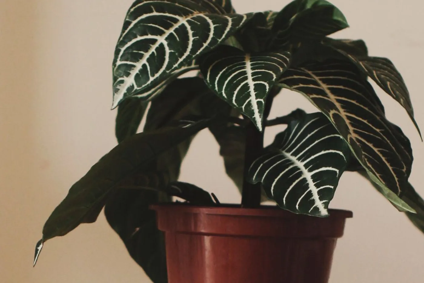 A zebra plant with white-veined dark green leaves in a plain pot on a table