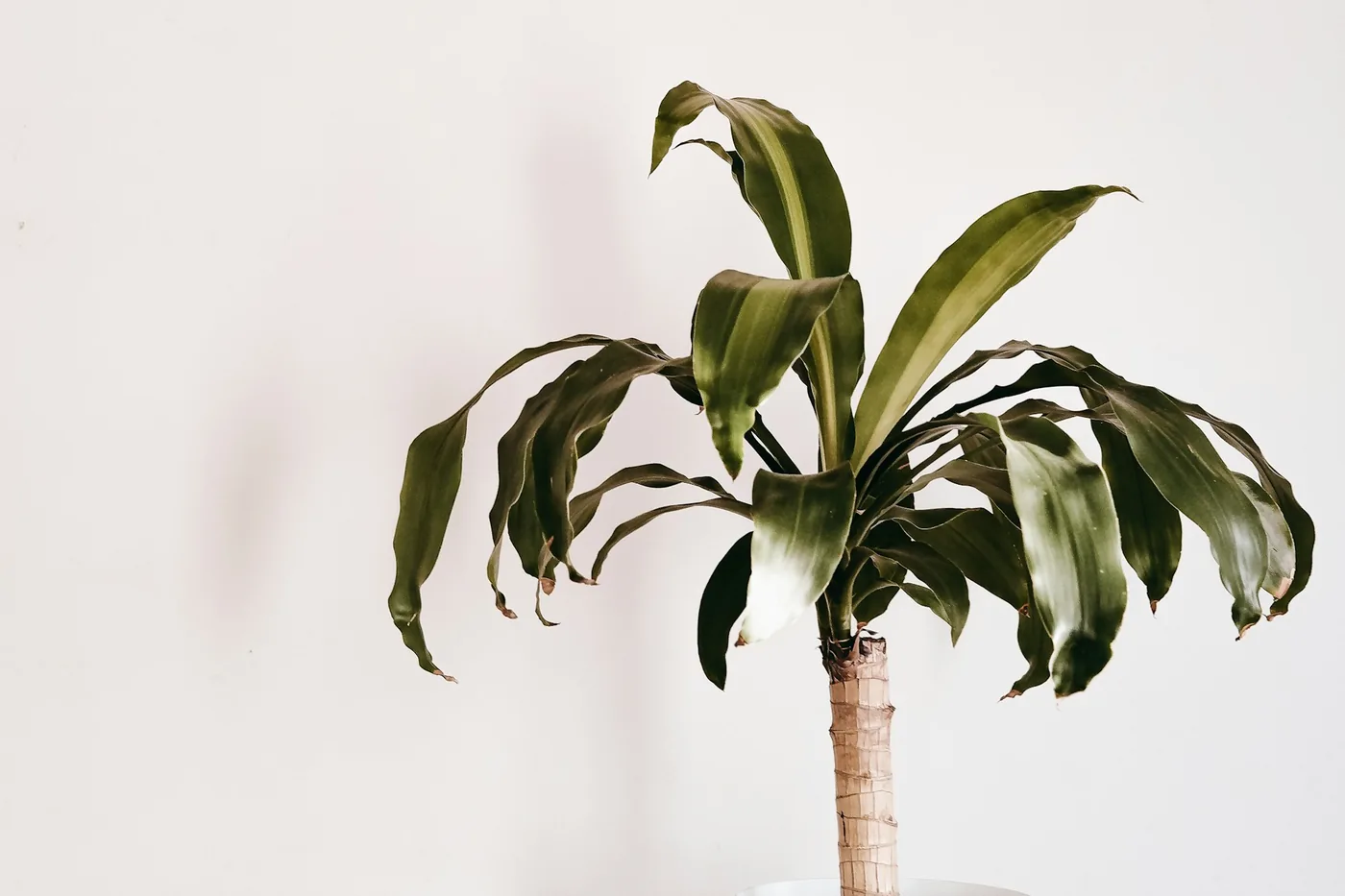 A dracaena in a pot against a white wall, its leaves folding downward and browning at the tips.