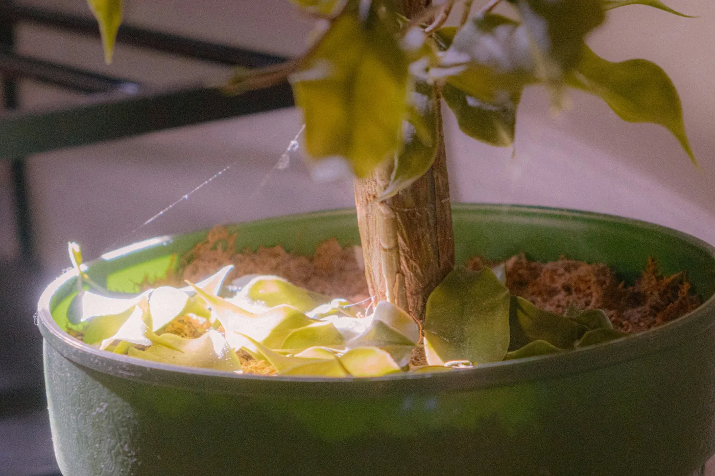 A potted citrus indoors, its lower leaves yellowed and fallen onto the compost around a bare stem.
